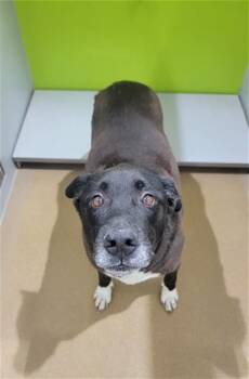 OTIS -  Labrador Retriever and Mixed Breed Dog for Adoption in St. Peters, Missouri - OTIS | PetCurious