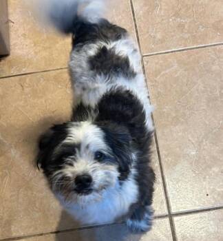 Theo in TX -  Maltese and Poodle Dog for Adoption in Cranston, Rhode Island - Theo In TX | PetCurious