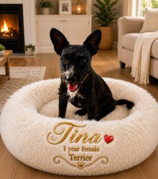 TINA 1 YEAR FEMALE TERRIER - PETCO, 5011 E. RAY ROAD, PHX 85044  -  Terrier Dog for Adoption in Mesa, Arizona - TINA 1 YEAR FEMALE TERRIER - PETCO, 5011 E. RAY ROAD, PHX 85044  | PetCurious