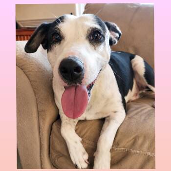Minnie -  Jack Russell Terrier and Terrier Dog for Adoption in San Antonio, Texas - Minnie | PetCurious