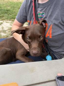 Burger -  Labrador Retriever Dog for Adoption in Lakeland, Florida - Burger | PetCurious