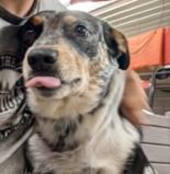 Cattle Dog and Mixed Breed Dogs Available for Adoption in Kansas City, Missouri - Cowboy | PetCurious