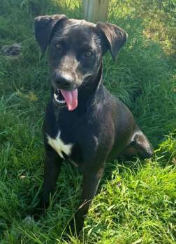 Rescue Labrador Retriever and Mixed Breed Dogs for Adoption in Morton Grove, Illinois - Harry | PetCurious