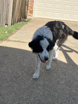CHRISTINA -  Mixed Breed Dog for Adoption in Dallas, Texas - CHRISTINA | PetCurious