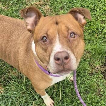 Mixed Breed Dogs Available for Adoption in Philadelphia, Pennsylvania - Chica | PetCurious
