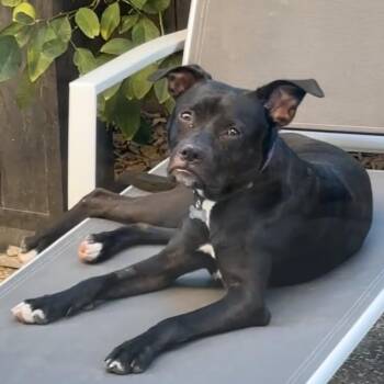 Rescue Pit Bull Terrier Dogs for Adoption in Roseville, California - Sleepy | PetCurious