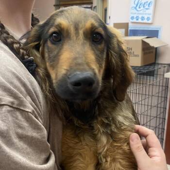 Irish Wolfhound and Standard Poodle Dogs Available for Adoption in Columbus, Georgia - Taylor | PetCurious