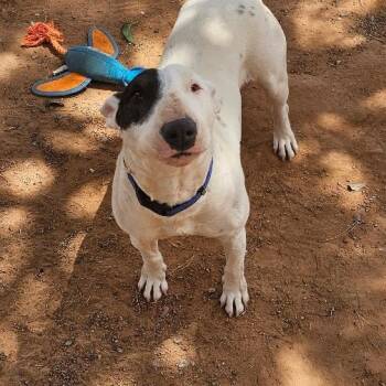 Rescue Bull Terrier Dogs for Adoption in Midland, Texas - Clover | PetCurious