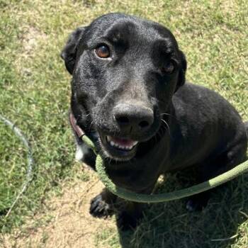 Jett -  Black Labrador Retriever and Dachshund Dog for Adoption in Tulsa, Oklahoma - Jett | PetCurious