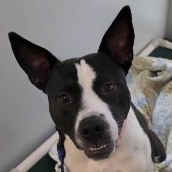 Mixed Breed Dogs Available for Adoption in Middletown, Rhode Island - Xander | PetCurious