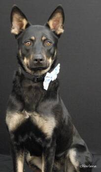 Shepherd Dogs Available for Adoption in Newland, North Carolina - Sous Chef | PetCurious