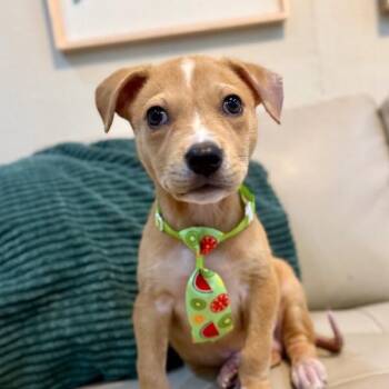 Cannoli The Small and Mighty Cutie -  Labrador Retriever and Mixed Breed Dog for Adoption in Friendswood, Texas - Cannoli The Small And Mighty Cutie | PetCurious