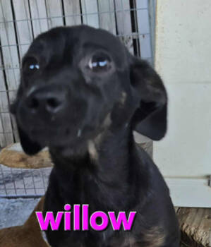 Rescue Chihuahua Dogs for Adoption in Cranston, Rhode Island - Willow In TX | PetCurious