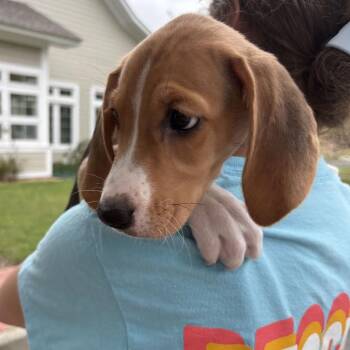 Harper -  American Foxhound Dog for Adoption in Gloucester, Virginia - Harper | PetCurious