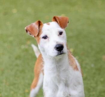 Snoopy -  Terrier Dog for Adoption in Breinigsville, Pennsylvania - Snoopy | PetCurious