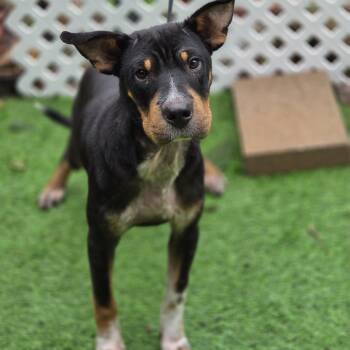 Pace -  Shar Pei and Mixed Breed Dog for Adoption in Blairstown, New Jersey - Pace | PetCurious
