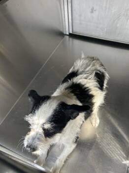 Terrier and Mixed Breed Dogs Available for Adoption - Liliya | PetCurious