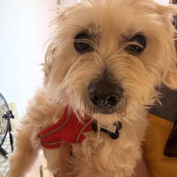 Reef 14387 -  Maltese Dog for Adoption in San Francisco, California - Reef 14387 | PetCurious