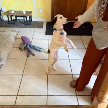 Beagle and Mixed Breed Dogs Available for Adoption in Campton Hills, Illinois - Cascades | PetCurious