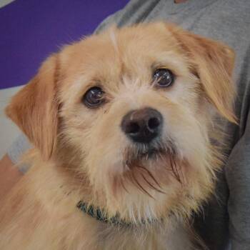 Oliver -  Parson Russell Terrier and Wirehaired Terrier Dog for Adoption in Huntley, Illinois - Oliver | PetCurious