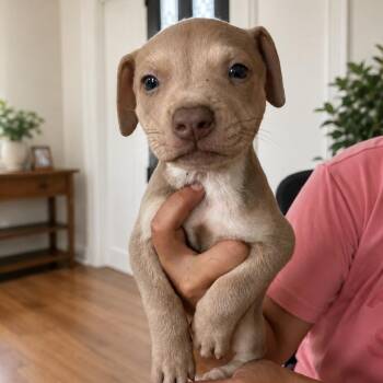 Ash -  American Staffordshire Terrier and Great Dane Dog for Adoption in San Diego, California - Ash | PetCurious