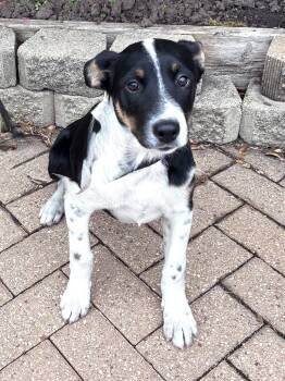 Rescue Australian Shepherd Dogs for Adoption - Graycee | PetCurious