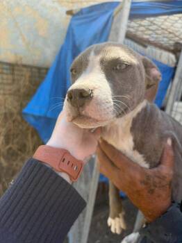 Pit Bull Terrier and Mixed Breed Dogs Available for Adoption in Severance, Colorado - Bitsy | PetCurious