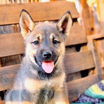 Juliet -  Siberian Husky Dog for Adoption in San Diego, California - Juliet | PetCurious