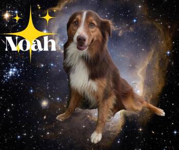 Rescue Australian Shepherd Dogs for Adoption in Marion, Indiana - Noah | PetCurious