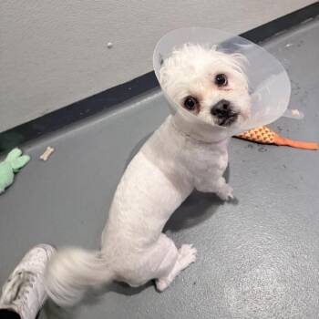 Mixed Breed Dogs Available for Adoption in New York, New York - Max | PetCurious