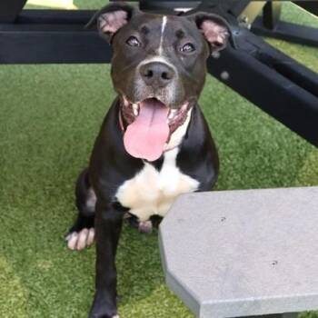 Tim-Tim -  Mixed Breed Dog for Adoption in Athens, Georgia - Tim-Tim | PetCurious