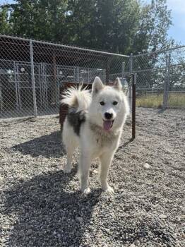 LILLY -  Husky and Alaskan Malamute Dog for Adoption in Fairbanks, Alaska - LILLY | PetCurious