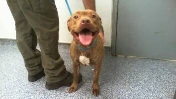 A1270893 -  Pit Bull Terrier and Mixed Breed Dog for Adoption in Charlotte, North Carolina - A1270893 | PetCurious