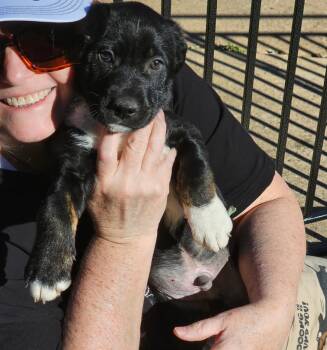 Rescue Shepherd Dogs for Adoption in Longview, Texas - Lou | PetCurious