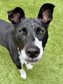 Denali -  Mixed Breed Dog for Adoption in Wichita, Kansas - Denali | PetCurious