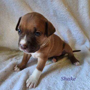 Shake -  Mixed Breed Dog for Adoption in Englewood, Florida - Shake | PetCurious