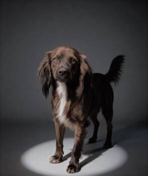 Spaniel Dogs Available for Adoption - Cocoa Crisp | PetCurious