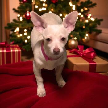 Rescue Chiweenie Dogs for Adoption in Sequatchie, Tennessee - Elsa | PetCurious