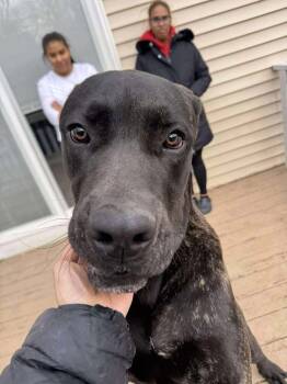 Rescue Cane Corso Dogs for Adoption in Groveland, Massachusetts - Rey Rey | PetCurious