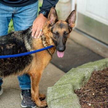 Royalty -  German Shepherd Dog Dog for Adoption in Chester Springs, Pennsylvania - Royalty | PetCurious