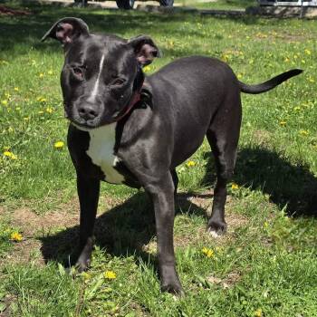 Pit Bull Terrier Dogs Available for Adoption in Waterloo, Iowa - Calathea | PetCurious