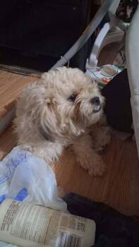 Olaf -  Poodle Dog for Adoption in Gainesville, Virginia - Olaf | PetCurious