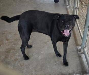 Gemma -  Labrador Retriever and Mixed Breed Dog for Adoption in Clinton, Missouri - Gemma | PetCurious