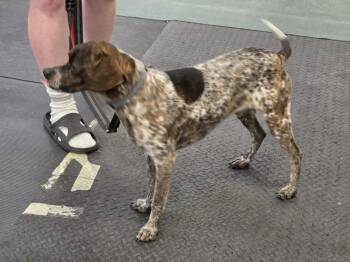 German Shorthaired Pointer and Hound Dogs Available for Adoption - Bandit | PetCurious