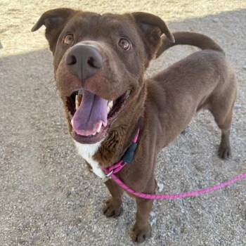Oso -  Mixed Breed Dog for Adoption in Las Cruces, New Mexico - Oso | PetCurious