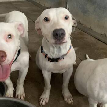 Whale Shark -  Pit Bull Terrier and Dachshund Dog for Adoption in Edinburg, Texas - Whale Shark | PetCurious