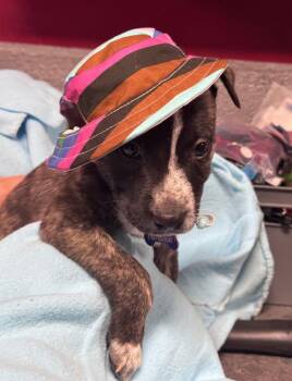 Jessie -  Mountain Cur Dog for Adoption in Hillside, Illinois - Jessie | PetCurious