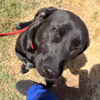Labrador Retriever Dogs Available for Adoption in Greenville, South Carolina - Inky | PetCurious
