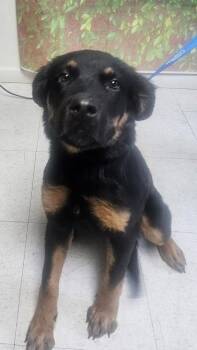 Rottweiler and Shepherd Dogs Available for Adoption in San Antonio, Texas - Anila | PetCurious