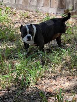 Rescue American Bully Dogs for Adoption in Corpus Christi, Texas - Lyra | PetCurious